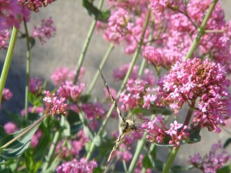 Le papillon de Davy !