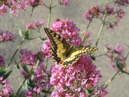 Spécial dédicace à Davy !!!!!!